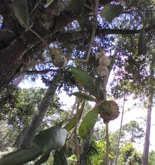 Callirhytis quercusbatatoides