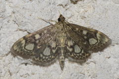 Anania coronata