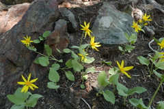 Arnica nevadensis
