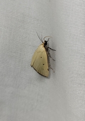 Marimatha nigrofimbria