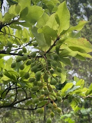 Vaccinium cylindraceum