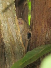 Sciurus carolinensis