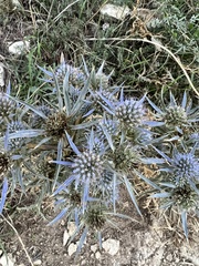 Eryngium amethystinum