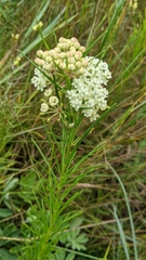 Asclepias verticillata