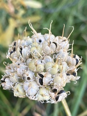 Allium validum