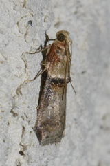 Acrobasis tumidana