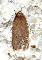 Inga obscuromaculella