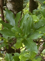 Vaccinium cylindraceum