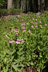 Erythranthe erubescens