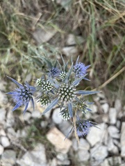 Eryngium amethystinum