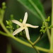 Alstonia constricta - Photo (c) Reiner Richter, algunos derechos reservados (CC BY-NC-SA), subido por Reiner Richter