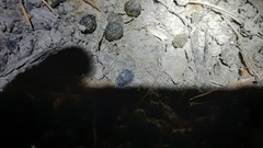 Leporidae
