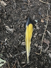 Colaptes auratus luteus