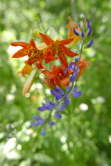 Lilium parvum