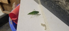 Microcentrum rhombifolium