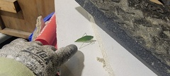 Microcentrum rhombifolium
