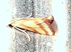 Microtheoris vibicalis