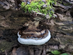 Ganoderma applanatum
