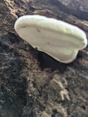 Ganoderma applanatum