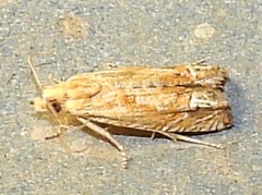 Epiblema abruptana
