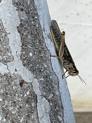 Schistocerca americana