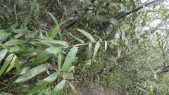 Arthrostylidiinae