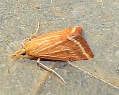 Microtheoris ophionalis