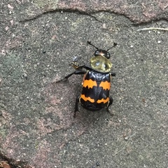 Nicrophorus tomentosus