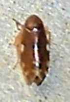 Xestocephalus