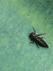 Boyeria vinosa