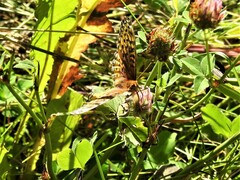 Speyeria cybele pseudocarpenteri