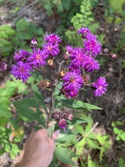 Vernonia glauca