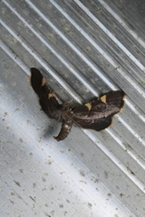 Hypsopygia