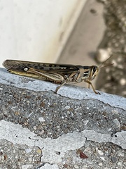 Schistocerca americana