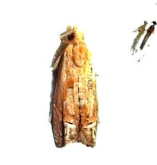 Epiblema abruptana