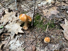 Cortinarius mucosus