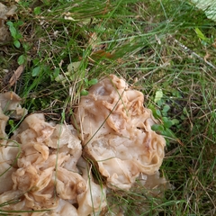 Sebacina sparassoidea