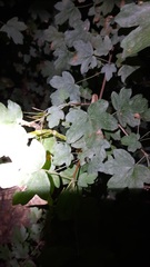 Sapindaceae