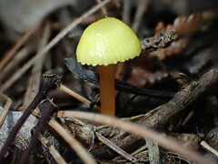 Hygrocybe parvula