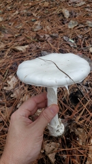 Amanita suballiacea