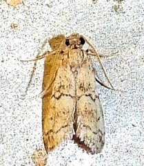 Cacotherapia flexilinealis