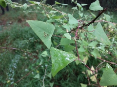 Persicaria perfoliata