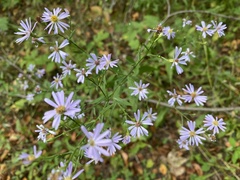 Symphyotrichum ciliolatum