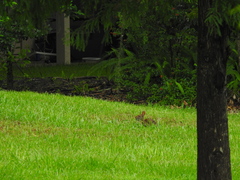 Sylvilagus palustris