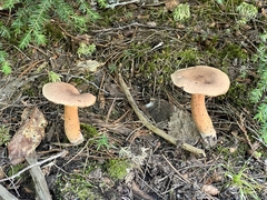 Basidiomycota
