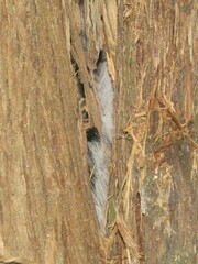 Sciurus carolinensis