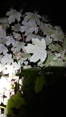 Sapindaceae