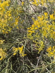 Chrysothamnus viscidiflorus