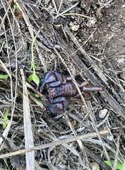 Euscorpius carpathicus