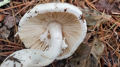 Amanita suballiacea